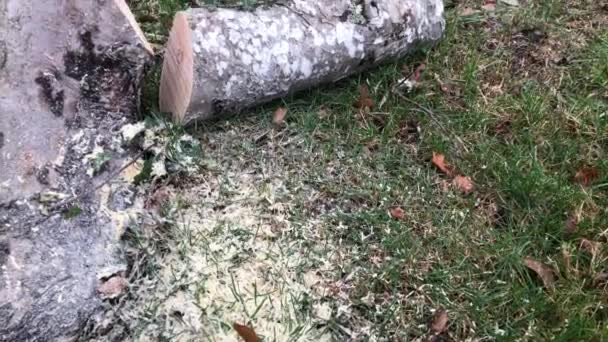 Κόψτε Κλαδιά Στο Έδαφος Αφού Κόψετε Δέντρο Αλυσοπρίονο — Αρχείο Βίντεο