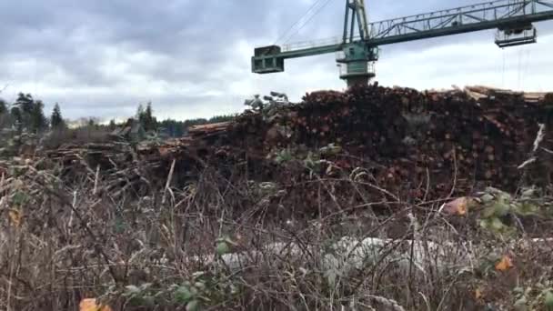 Grote Kraan Voor Het Verplaatsen Van Logs Coos Bay Oregon — Stockvideo