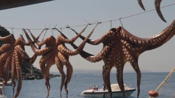 Octopuses Dry Line Sun Small Greek Fishing Harbor Kamari Santorini — Stock Video