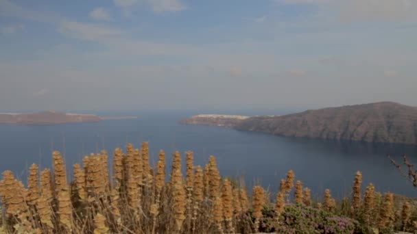 前景に野生のオレガノの植物と遠くから見られる壮大なサントリーニ島の風景の中にサントリーニ島のOiaの村 — ストック動画