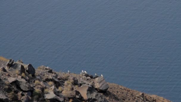 アゲ海とサントリーニ島のカルデラを見下ろす険しい崖から飛び立ち 着陸するカモメ — ストック動画