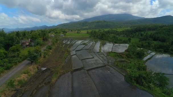 Eine Drohne Schoss Einige Reisfelder Einem Viertel Buhi Bicol Philippinen — Stockvideo