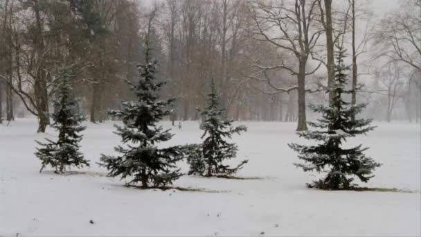 Tung Snö Faller Stadspark Fyra Små Träd Förgrunden Blir Långsamt — Stockvideo