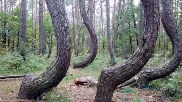 Drohnenaufstieg Krummen Wald Vor Nowe Czarnowo Polen Europa — Stockvideo