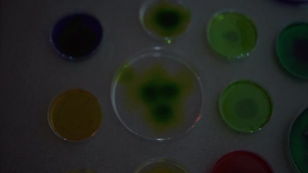 Gruselige Chemie Petrischalen Mit Wachsenden Bunten Mikroorganismen — Stockvideo