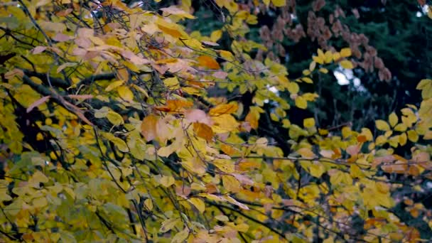 Cold Autumn Breeze Moving Colorful Yellowish Leaves Park Cold Wet — Stockvideo