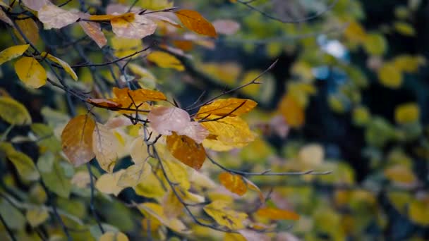 Холодний Осінній Бриз Переміщує Барвисто Жовте Листя Парку Холодний Вологий — стокове відео