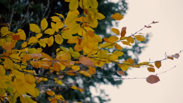 Cold Autumn Breeze Moving Colorful Yellowish Leaves Park Cold Wet — Stockvideo