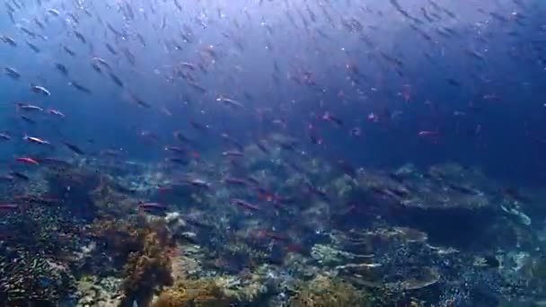 Enjoy Reef Full Life Fish Corals Lit Sun — Video Stock
