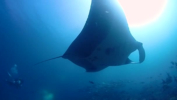 Compare Giant Manta Human Enormous Oceanic Animal — ストック動画