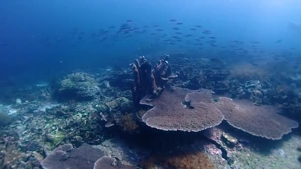 Healthy Coral Reef Indonesia Many Fish — Vídeo de stock