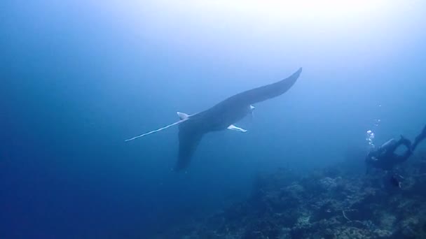 Two Giant Mantas Very Curious Swims Take Closer Look Scuba — Stockvideo
