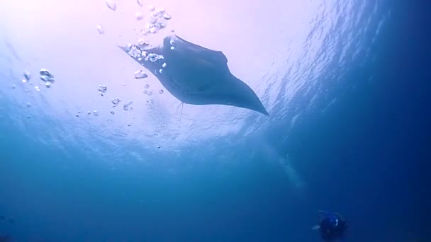 Giant Manta Swims Camera Man Reaches Out Hand Diver Background — Video Stock