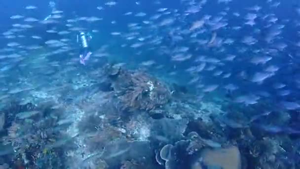 Small Fish Hunted Trevallys Cristalclear Water — Stockvideo