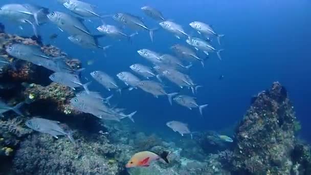 School Silvery Fish Suprise Them Suddently Giant Mantaray Appears Very — Stockvideo