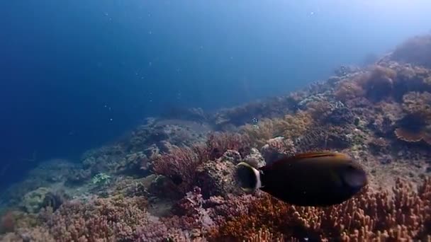 Beautiful Coral Reef Bubbles Coming Coral Reef Sometimes You Can — Stockvideo