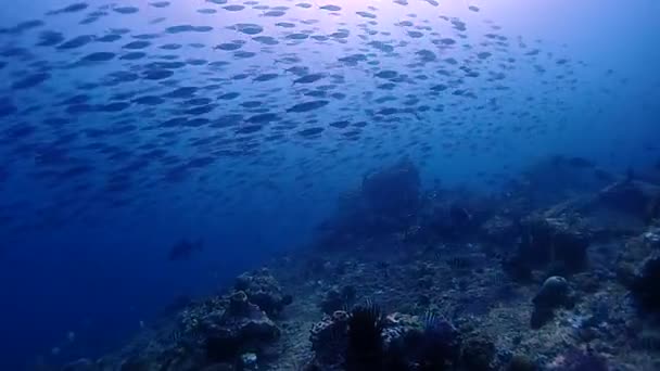 Many Small Fish Swims One Direction Top Coral Reef — Stok Video