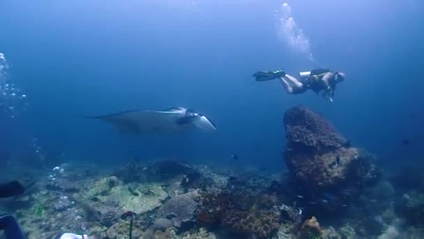 Divers Attached Coral Bommie His Rock Hook Don See Giant — Stock videók