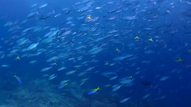 Blue Yellow Fusilier Fish Swims Together Scuba Divers Background — Stock video