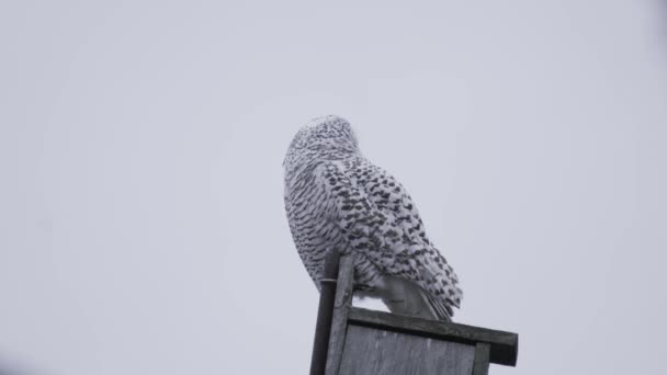Snowy Owl Perched Bird Box Hunting Voles Cold Winter Day — 图库视频影像