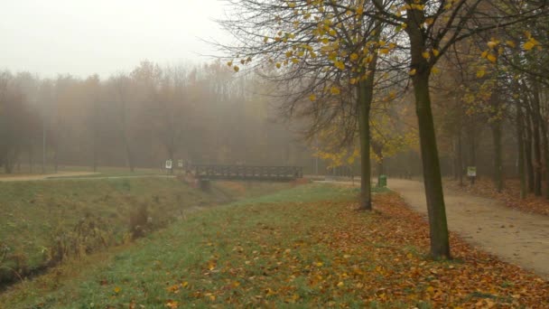Person Walking Dog Early Morning Foggy City Park — ストック動画