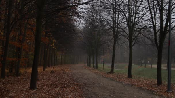 Bicycle Rider Rides City Park Path Autumn Foggy Misty Morning — Video Stock