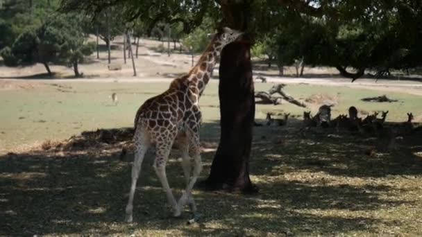 Giraff Promenader Naturen — Stockvideo