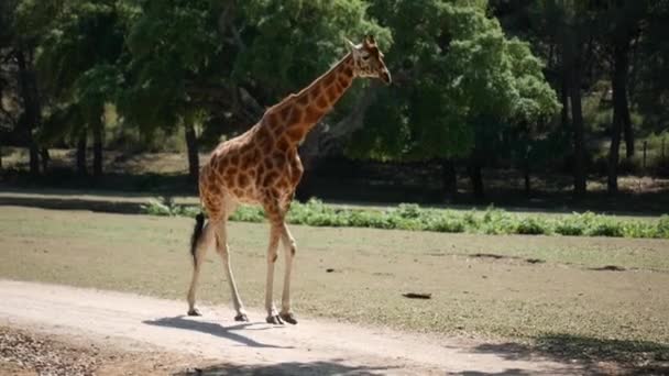 Giraffe Walking Wild — Stock Video