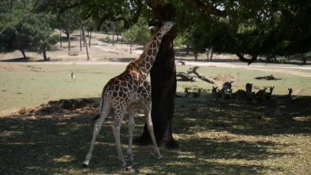 Close Giraffe Eating Vegetation Slow Motion — Video Stock