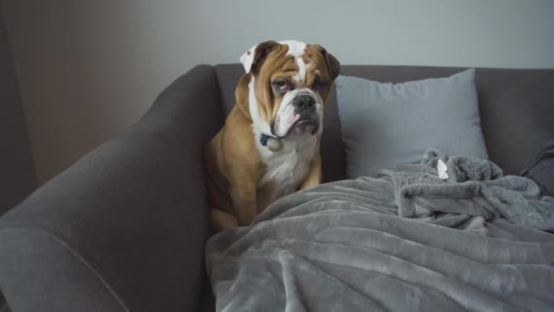 Young English Bulldog Pup Sits Alone Grey Couch Grumpy Face — Vídeo de stock