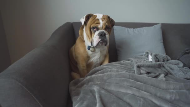 Inglés Bulldog Cachorro Sienta Sofá Con Una Mirada Gruñón Cara — Vídeo de stock