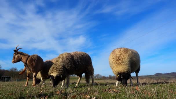 Sheeps Goat Meadow Green Grass — стоковое видео