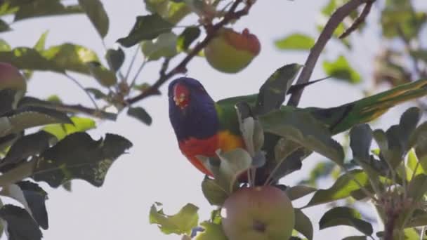 Rainbow Lorikeet Often Seen Loud Fast Moving Flocks Communal Roosts — Stockvideo