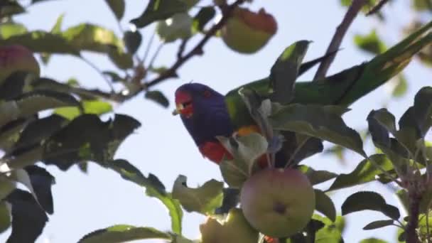 Rainbow Lorikeet Unmistakable Its Bright Red Beak Colourful Plumage — Stok video