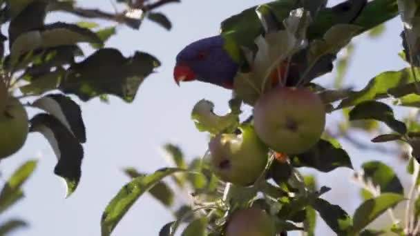 Rainbow Lorikeet Eating Apples Tree — Vídeo de stock