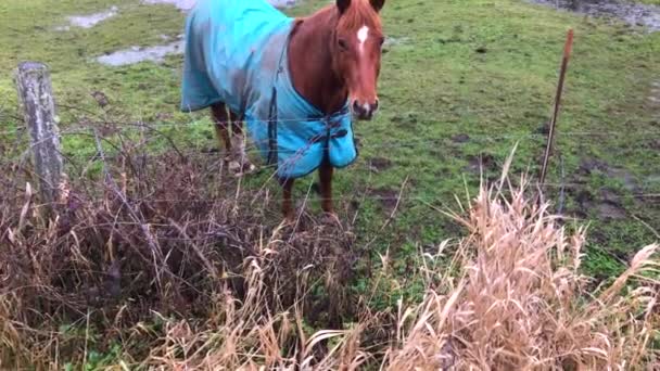 Friendly Horses Grazing Pasture Wearing Heavy Winter Blankets Stay Warm — Vídeos de Stock