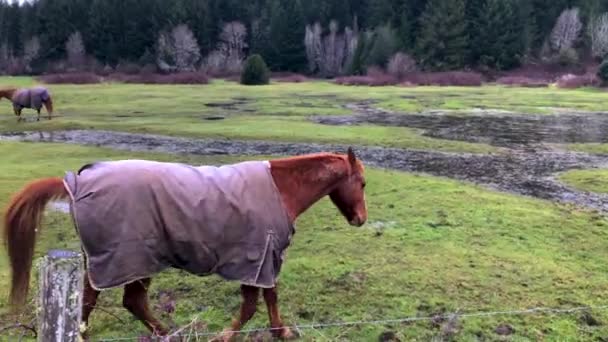 Friendly Horses Wearing Cold Weather Winter Blankets Greet Photographer Fence — Stok video