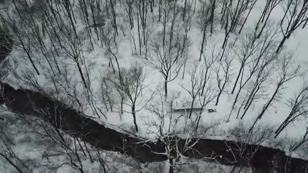 Images Drones Arbres — Video