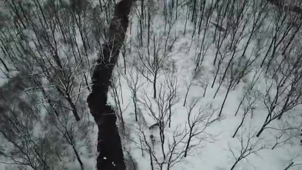 Drohnenaufnahmen Von Bäumen — Stockvideo