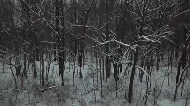 Images Drones Arbres — Video