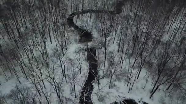 无人驾驶飞机拍摄的树木 — 图库视频影像