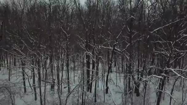 Images Drones Arbres — Video