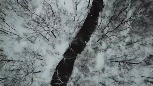 Images Drones Arbres — Video