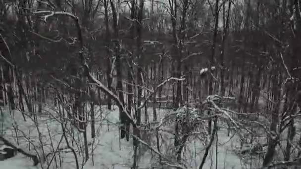 Drohnenaufnahmen Von Bäumen Verschneiten Winter — Stockvideo
