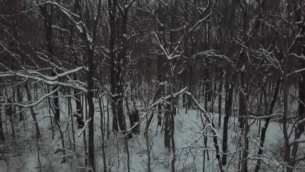 Drone Footage Trees Snowy Winter — Stock Video