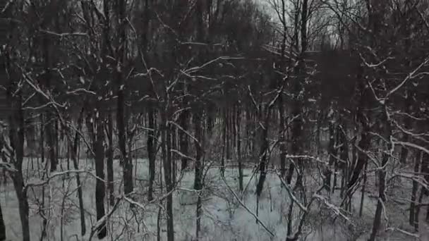 Drone Footage Trees Snowy Winter — Stock Video