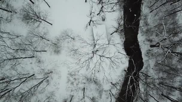 Drone Footage Arbres Hiver Enneigé — Video