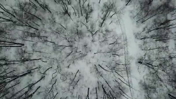 Drone Footage Trees Snowy Winter — Stock Video