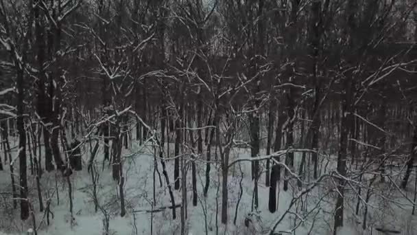 Drone Footage Arbres Hiver Enneigé — Video