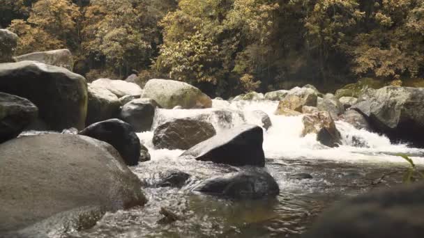 Χαλαρωτικό Ρεύμα Του Ποταμού Ένα Τροπικό Δάσος — Αρχείο Βίντεο